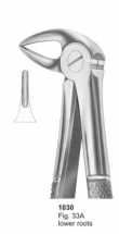  Fig. 33A lower roots 